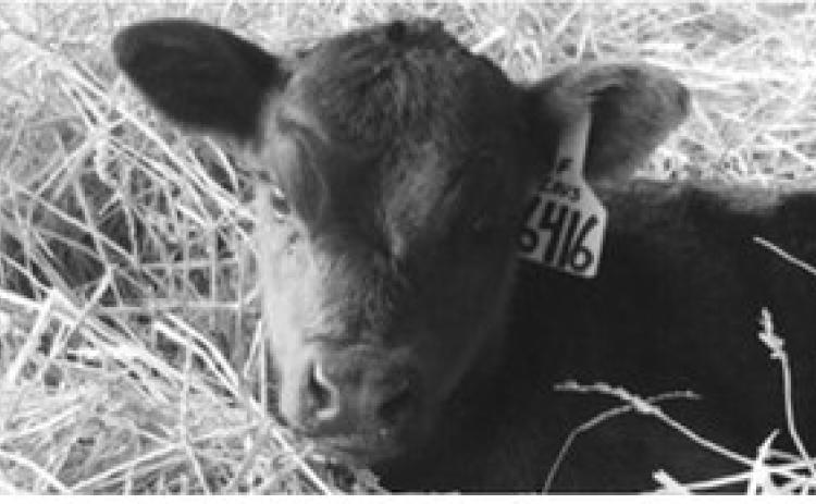 NDSU Extension’s 2026 Calving School set for Jan. 23