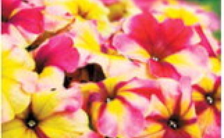 Shake Raspberry petunia is a new flower with the eye-catching colors of a raspberry milkshake swirled with lemon-lime sorbet. Photo by All-America Selections