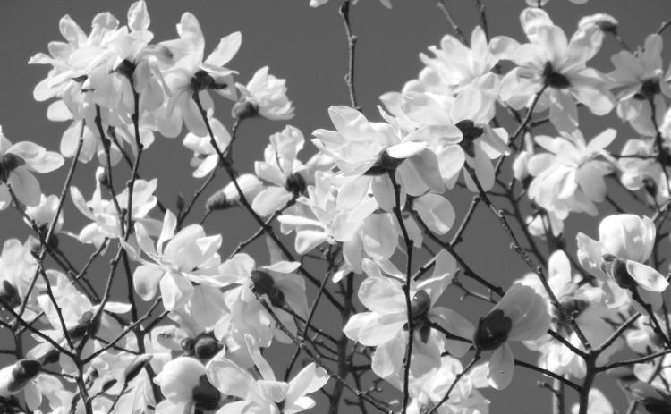 Developed by North Dakota State University, the Spring Welcome magnolia tree is beautiful and has proven to be winter-hardy for the Dakotas. (NDSU photo)