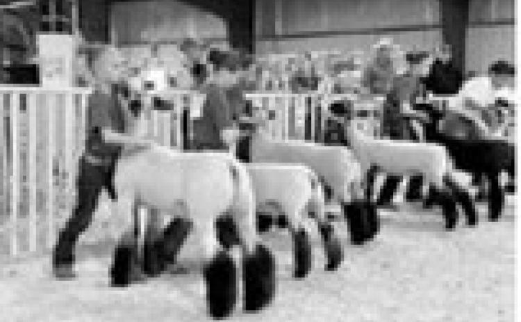 Livestock exhibitors must follow the North Dakota State Board of Animal Health regulations. (NDSU photo)