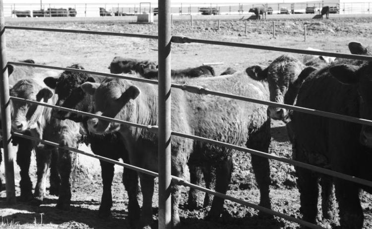 The program will provide beef producers with timely information and tools to evaluate whether backgrounding calves fits into their operation. (NDSU)