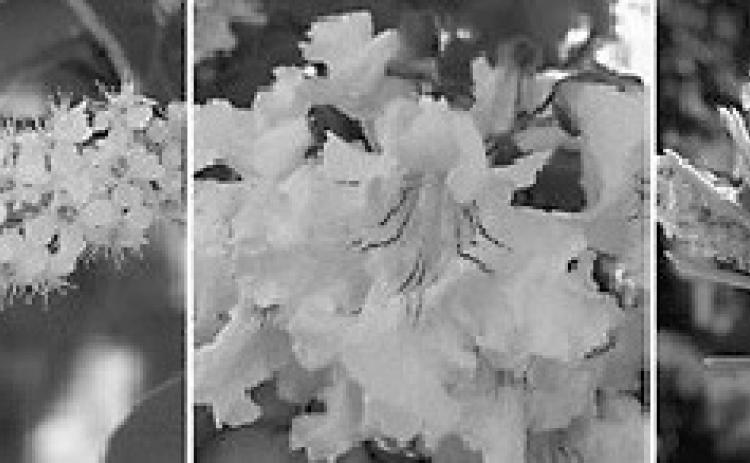 Tree reproduction is in full swing (left to right): chokecherry, northern catalpa and Meyer spruce. (NDSU photo)