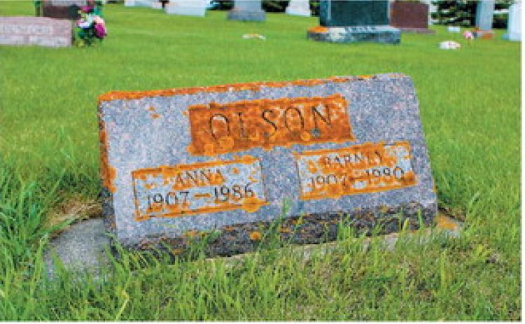 A gravestone covered in lichen and moss before being cleaned.
