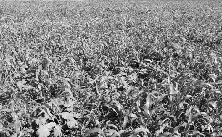 The field days will highlight the agronomic, economic and environmental benefits of cover cropping, along with cost-sharing opportunities for farmers and a tour of research plots. (NDSU photo)