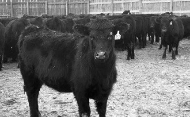 Calf performance will be measured during a feeding study at the NDSU Carrington Research Extension Center. (NDSU photo)