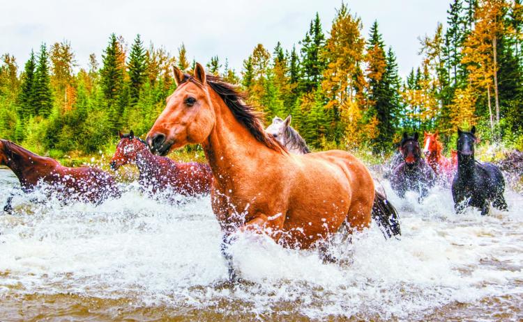 The TRNP Wild Horses are STILL NOT safe!