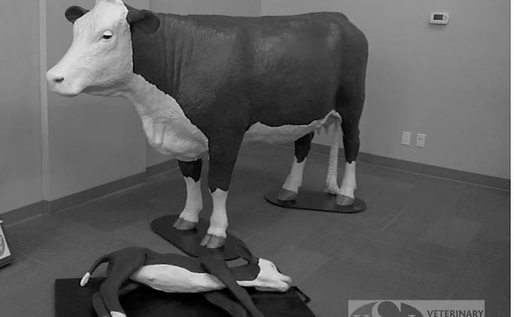 New this year, a cow and calf model will allow participants to practice assisting with abnormal deliveries. (NDSU photo)