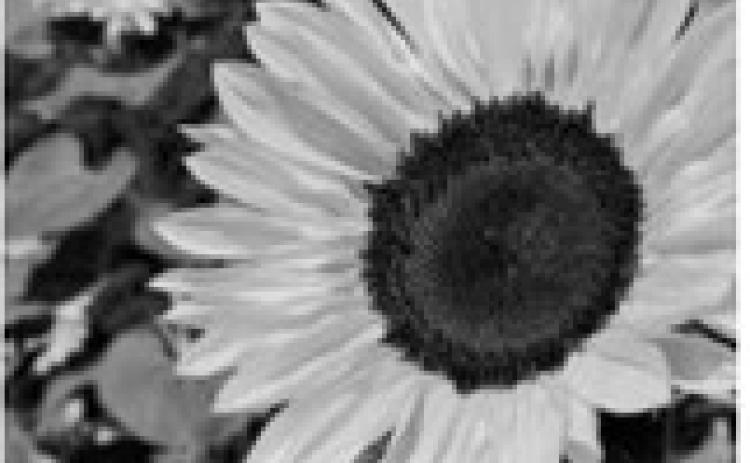 Young sunflower heads track the sun from east to west throughout the day through a movement called heliotropism. Pixabay photo