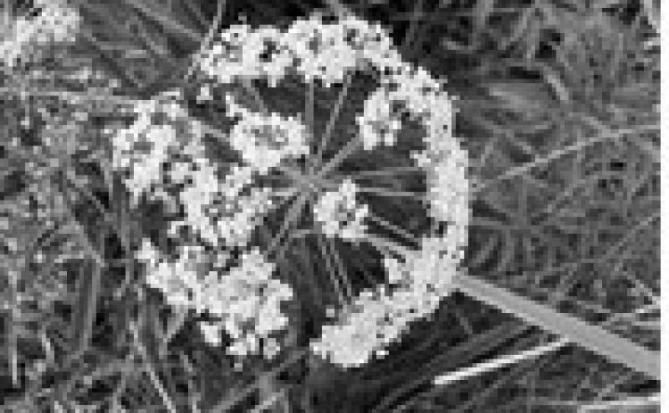 The reported locations of spotted water hemlock have been in wet and subirrigated meadows, along the edge of cattail sloughs, and adjacent roadside ditches, water drains and creek bottoms. (NDSU photo)