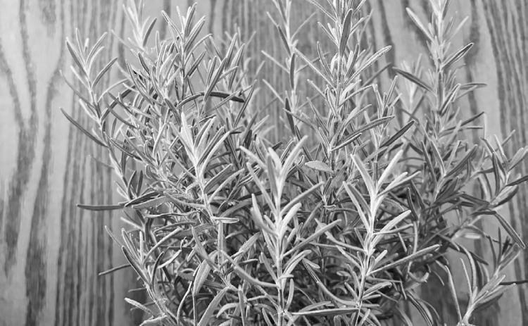 Rosemary has a pleasant taste, scent and appearance. (NDSU photo)