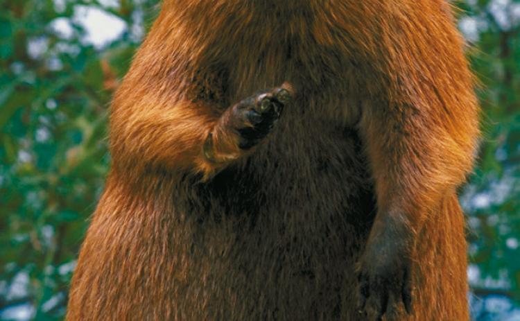 DAKOTA DATEBOOK: Beavers as Pets