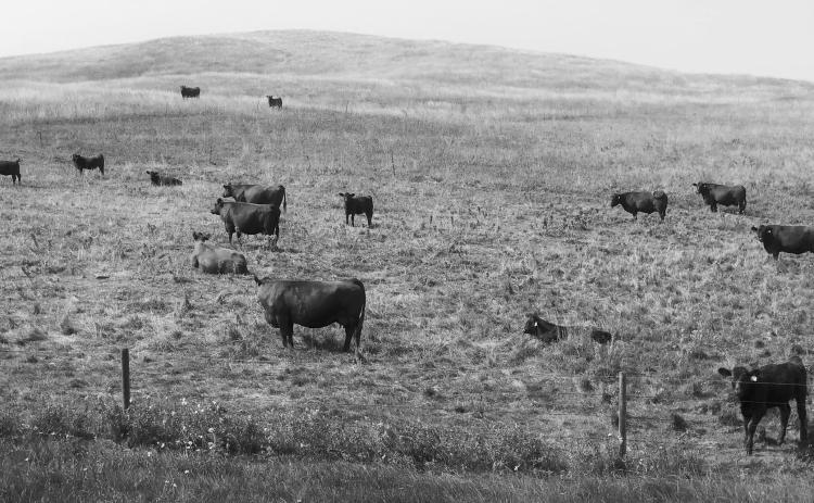 Grazing too early may reduce plant vigor, thin existing stands, lower total forage production, and increase disease, insect and weed infestations. (NDSU photo)