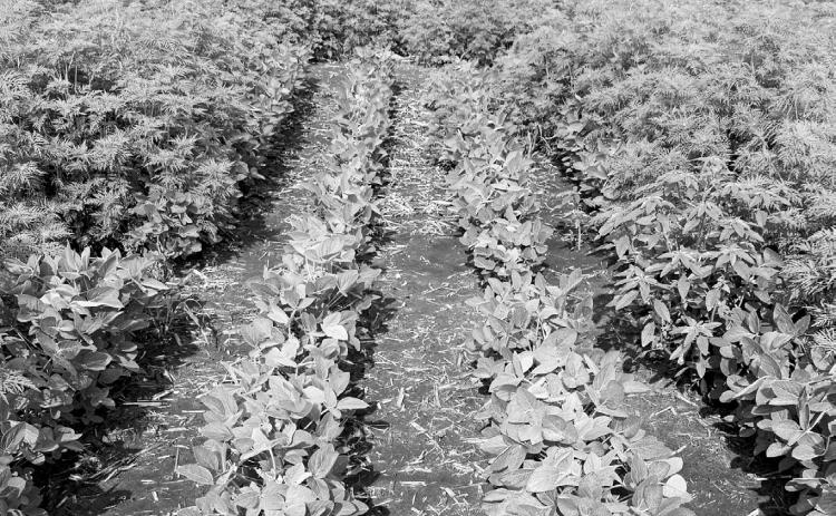 The Wild World of Weeds Workshop will provide updates on weed control and herbicide research conducted by NDSU faculty. (NDSU photo)