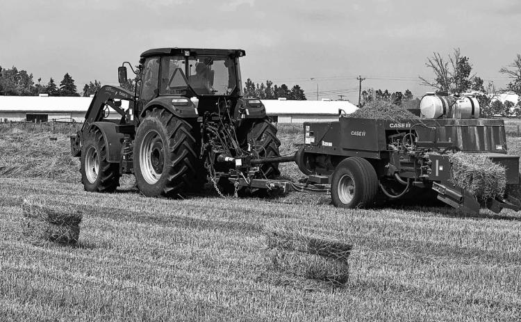 If moisture content is not down to the proper level prior to baling, heat damage can occur. (NDSU PHOTO)