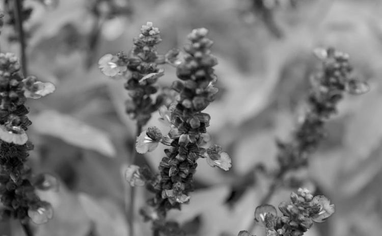 Depending on the species, salvia flower colors can range from blue, purple, pink and red to yellow and white.(Photo by David J. Stang, CC BY-SA 4.0, via Wikimedia Commons)
