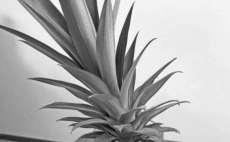 Preparing for operation “Second Generation Pineapple.”