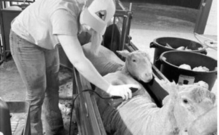 HREC staff collect ram carcass ultrasound data, including ribeye area, back fat thickness and ribeye depth. (NDSU photo)