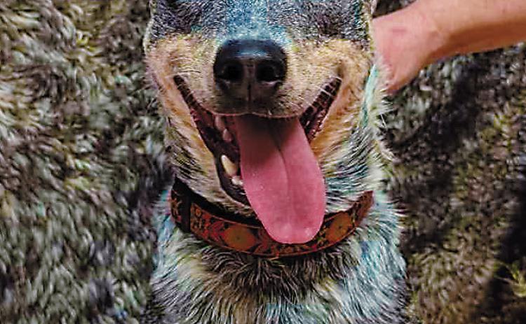Toby is a 1-year-old neutered male. He is super high energy and loves fetch with his whole life.