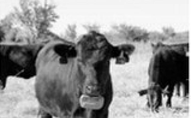 With virtual fence, auditory and electrical cues are administered when an animal enters or approaches preset boundaries. (NDSU photo)