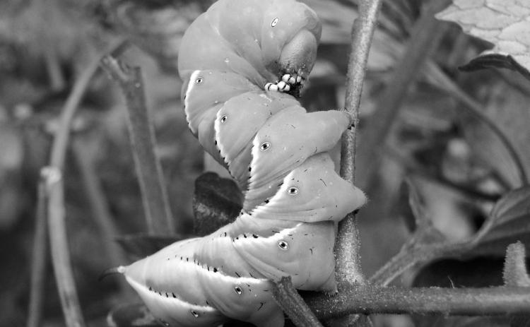 This hornworm eating a tomato vine can be controlled with a variety of available insecticides. (Pixabay photo)