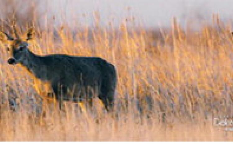 2025 Chronic Wasting Disease test results