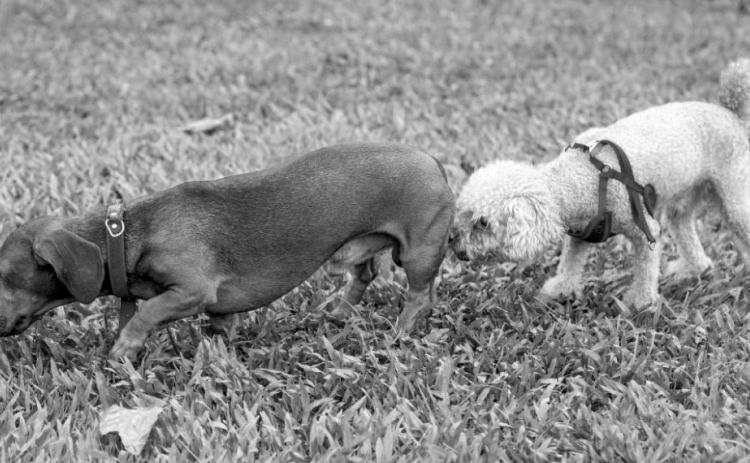 Two dogs making sure the other is wearing the right pants.