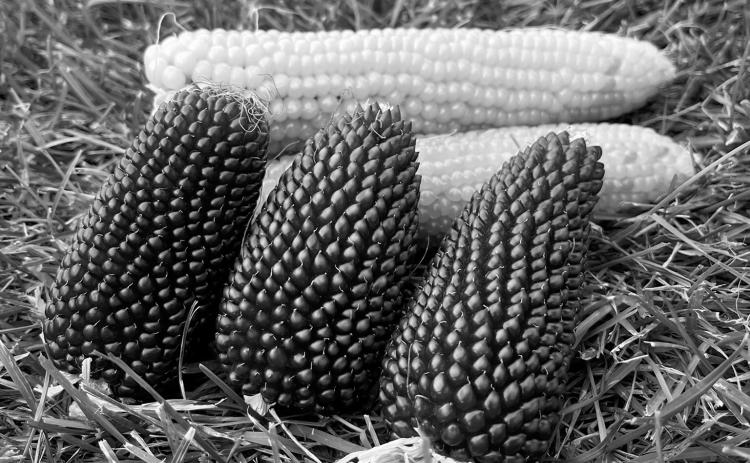 Different than sweet corn and field corn, popcorn is a type of corn with kernels that burst when heated. (NDSU photo)