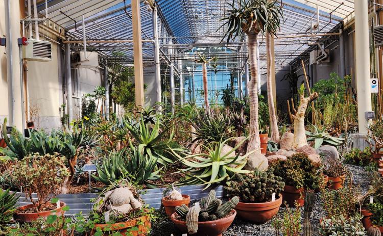 Summer celebration brings grand re-opening of the Peace Garden Conservatory