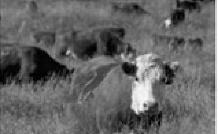 Forage nitrate levels can spike following rain
