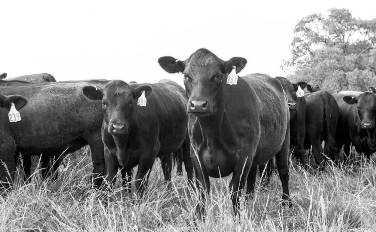 Cattle are highly selective, and they seek out the high-quality plants and will graze them to oblivion if allowed. (NDSU photo)