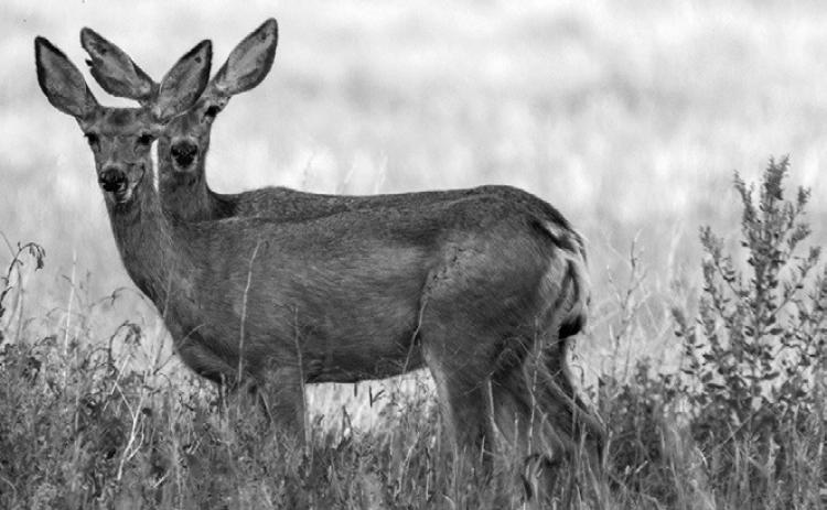 North Dakota Game and Fish Department updates