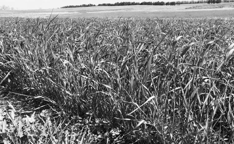 The rapid maturation of winter rye makes the timing of harvest critical to ensure optimum nutrient content for livestock. (NDSU photo)