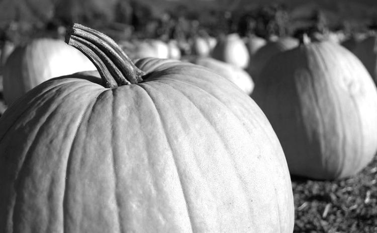 Big Moose, Captain Jack, Early Giant and Large Marge are some of the large pumpkin varieties that have done well in previous North Dakota home garden trials. (Flickr photo by ZakVTA)
