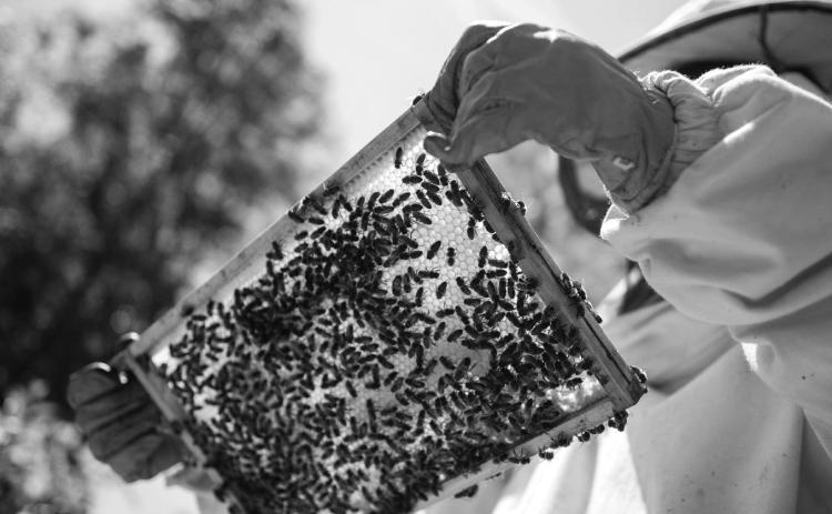 Researchers at NDSU are studying how bees endure cold winters and reproduce successfully in the spring.