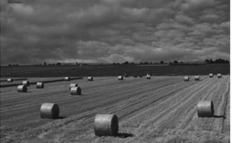 For late-season grazing, annual forage mixtures should include a cereal or grass that is high in fiber and brassicas, which will maintain high forage quality even after a killing frost.