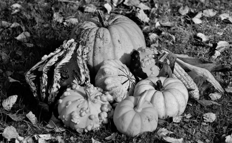Though the focus is generally on pumpkins through the fall season, gourds also should be able to share the spotlight. (Pixabay photo)