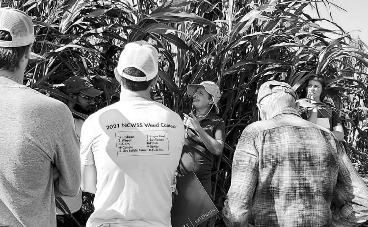 Field day participants will have the opportunity to learn about cover crops and new perennial grain crops. (NDSU photo)