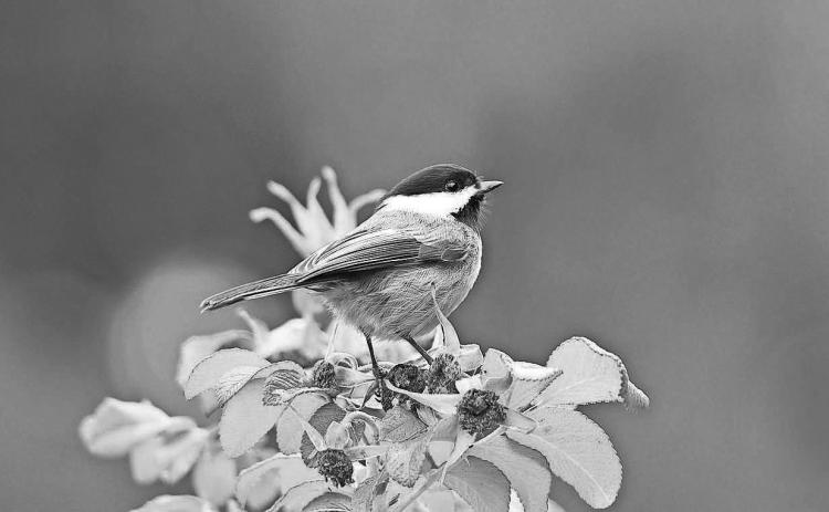 Having birds in your landscape helps lower insect populations and aids in pollination, while bird watching increases your mental health. (Pixabay photo)