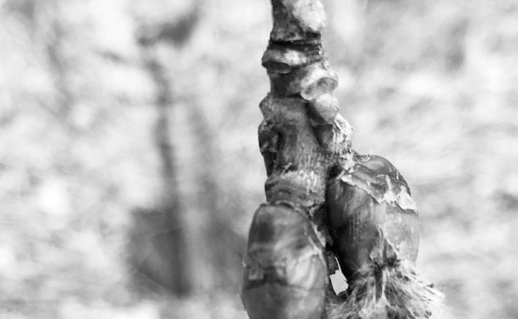 One of the first signs of spring is the opening flower of a quaking aspen tree. NDSU photo.