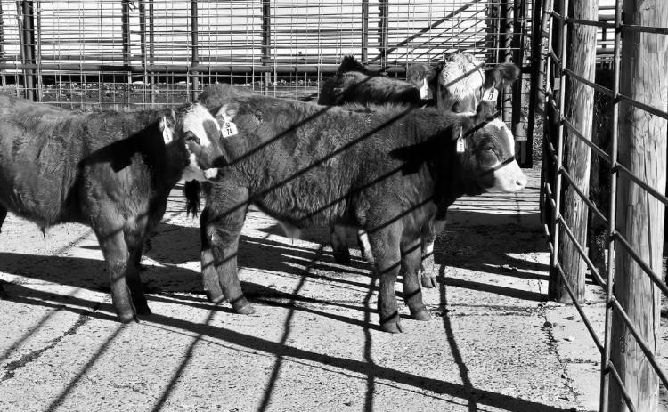 Consider feed costs and the price of calves when deciding to background calves. (NDSU photo)