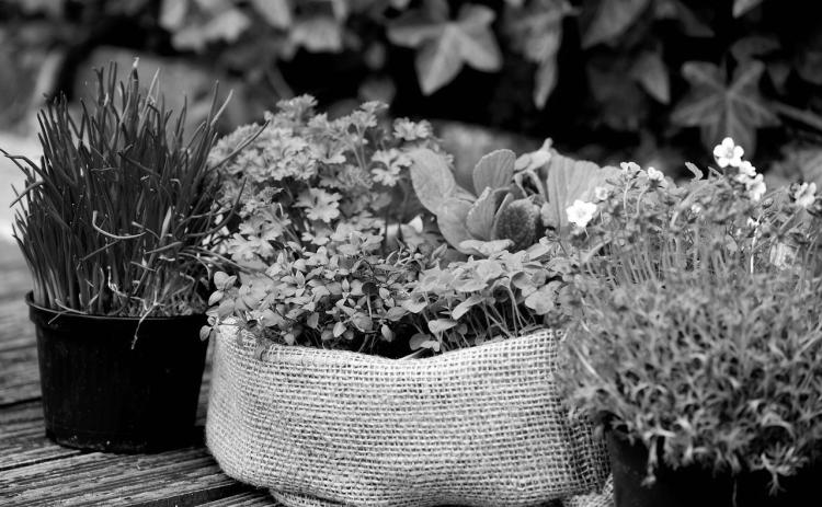 Many herbs are easy to grow in North Dakota gardens and are a fun way to add flavor, aroma and texture to your favorite foods. (Pixabay photo)