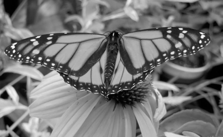 The U.S. Fish and Wildlife Service is proposing to list the monarch butterfly as threatened under the Endangered Species Act. (NDSU photo)
