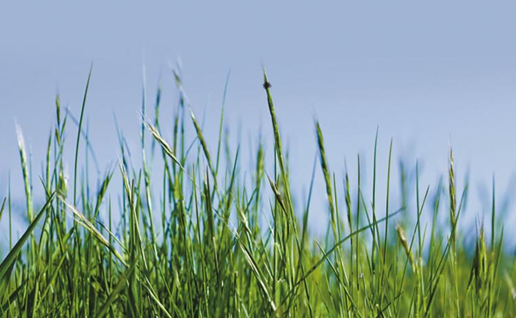 Ticks are small and hard to spot, especially when they’re in tall grasses.