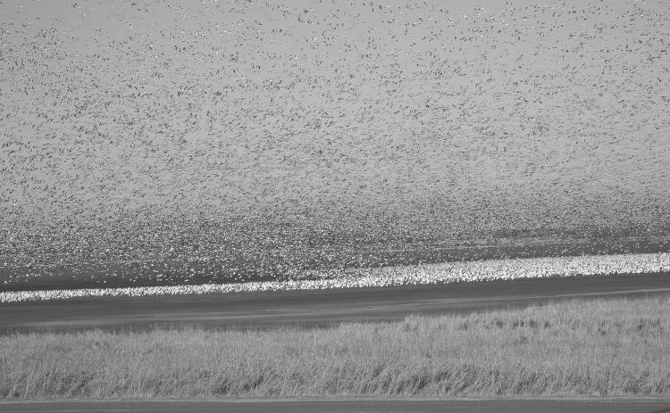 Hunters and poultry owners should be aware of the risk of HPAI in wildlife and use measures to prevent transmission to domestic poultry flocks. (U.S. Fish and Wildlife Services photo)