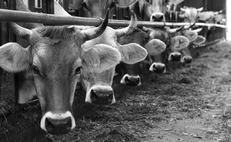 NDSU appoints new livestock judging