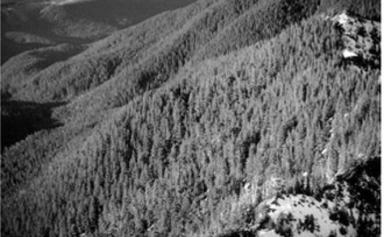 The Still Creek area in the Mt. Hood National Forest is part of 2 million acres of Oregon land protected by the federal Roadless Rule. (Photo courtesy of the U.S. Forest Service)
