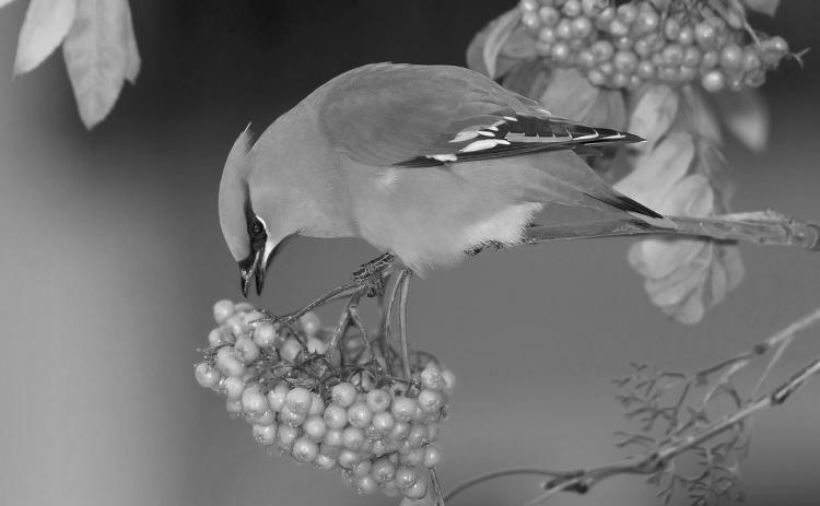 The mountainash tree provides both abundant food and good nesting cover for this waxwing bird. (Flickr photo by Keith Williams)