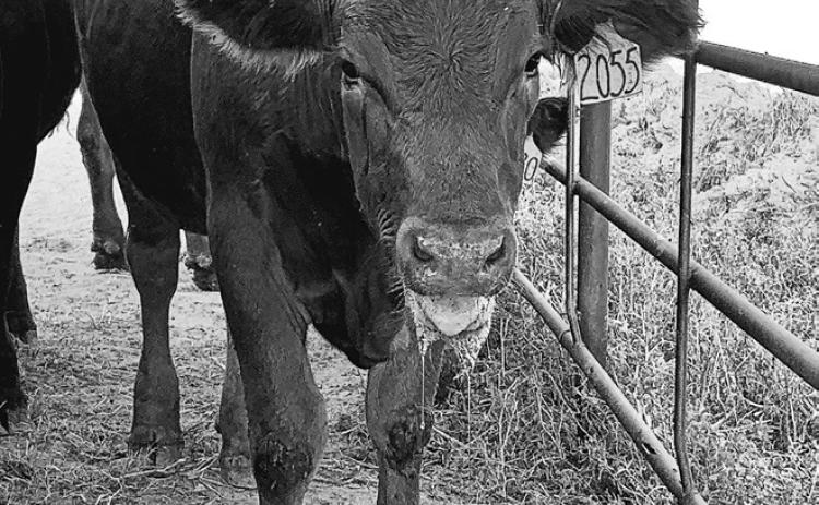 This calf exhibits a high panting score and foaming of the mouth caused by heat stress. (NDSU PHOTO) cont’d, on page A5