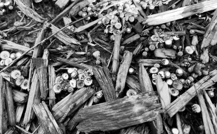 Fungi, bacteria and molds have an important function in our gardens, as they help decompose plant material. (NDSU photo)