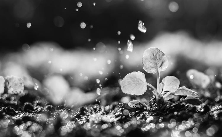 Wet conditions have led to uneven crop growth in the Borderland region this planting season.